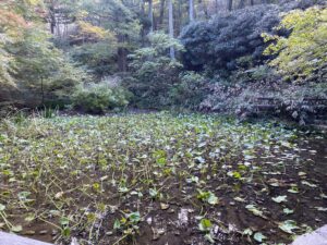 摩耶山遊園地跡 スケート場跡の池