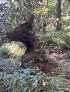 摩耶山 登山道 倒木